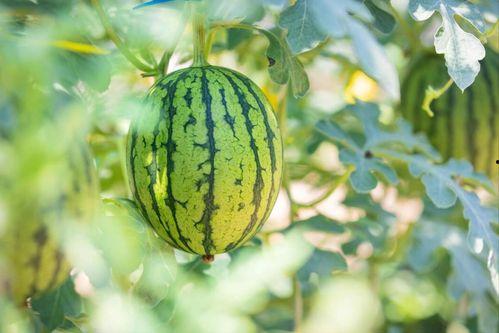 娱乐圈吃瓜最好的地方,揭秘吃瓜圣地，一网打尽热门事件